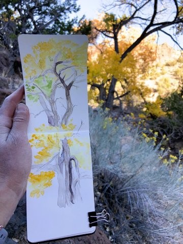 Cottonwoods in Diablo